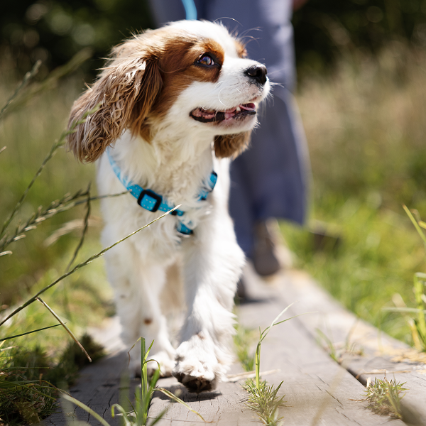 Vetmedin Dog