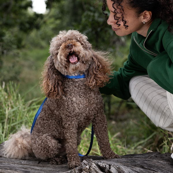 Vetmedin Dog