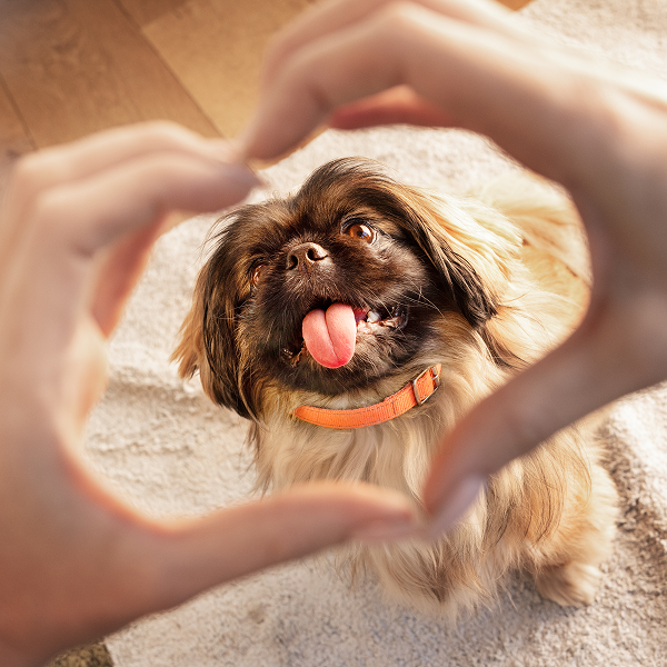 Vetmedin Dog
